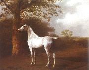 White Horse in Pasture Jacques-Laurent Agasse